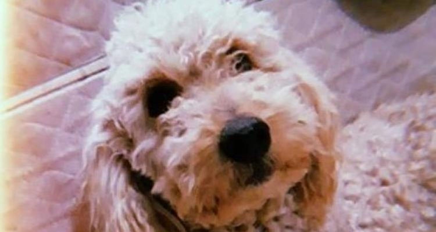 Aseguran que en dos días murieron ocho perritos envenenados en la zona de Riobamba y Benefactoras Sampedrinas