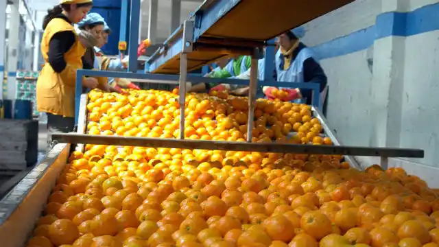 Proyectan la exportación de cítricos entrerrianos hacia el mercado brasilero 