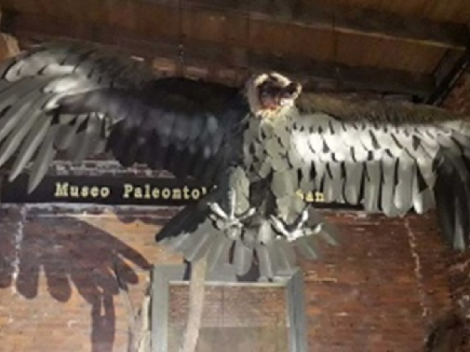 Hallan en San Pedro los restos de un cóndor de más de 10 mil años