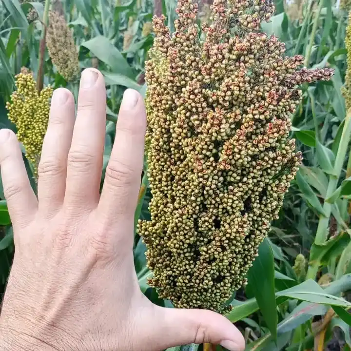 Agrosemillas del Sur - 1