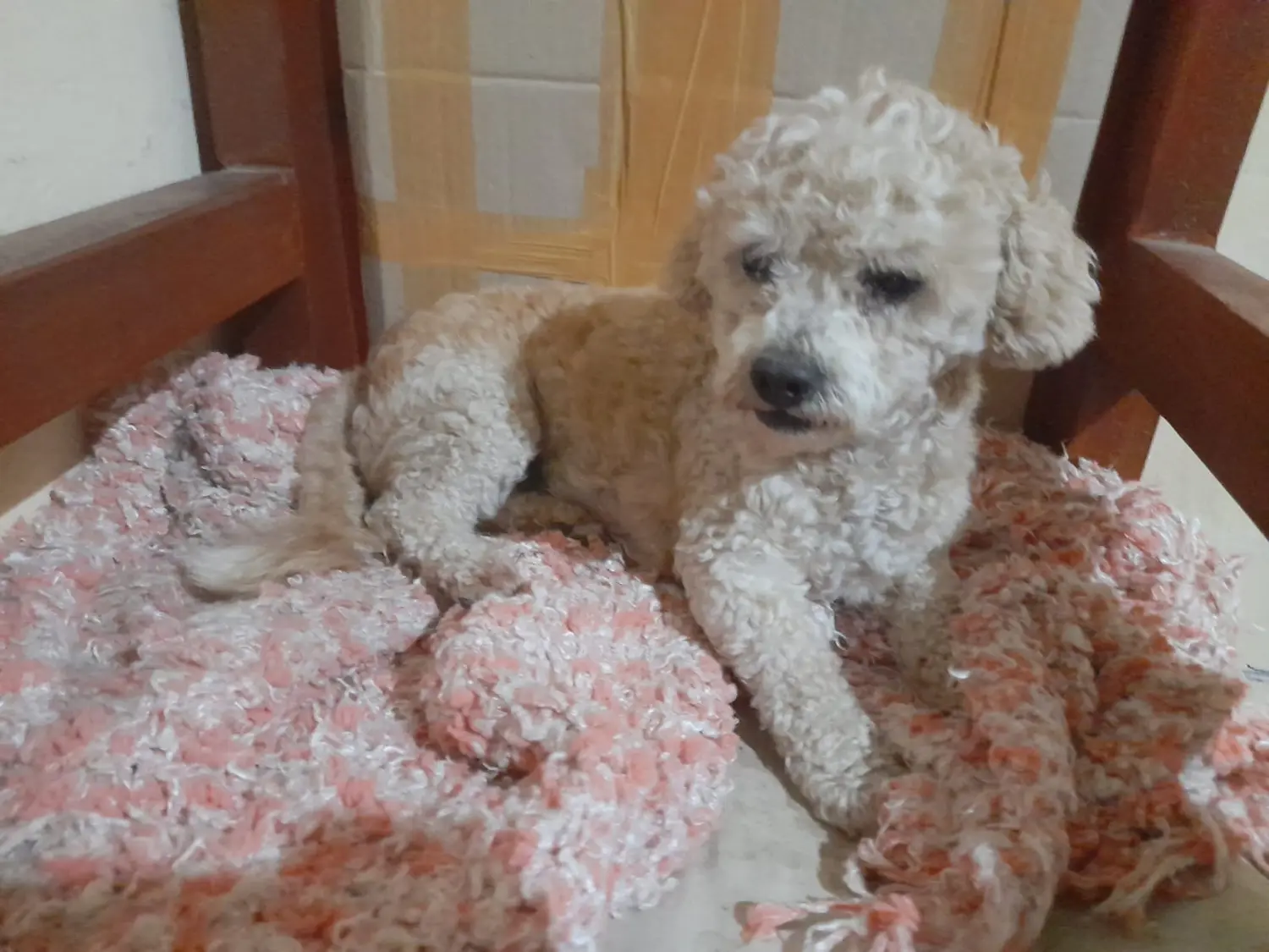 Esta mascota está perdida pero al cuidado de una vecina para ser devuelta a su dueño.