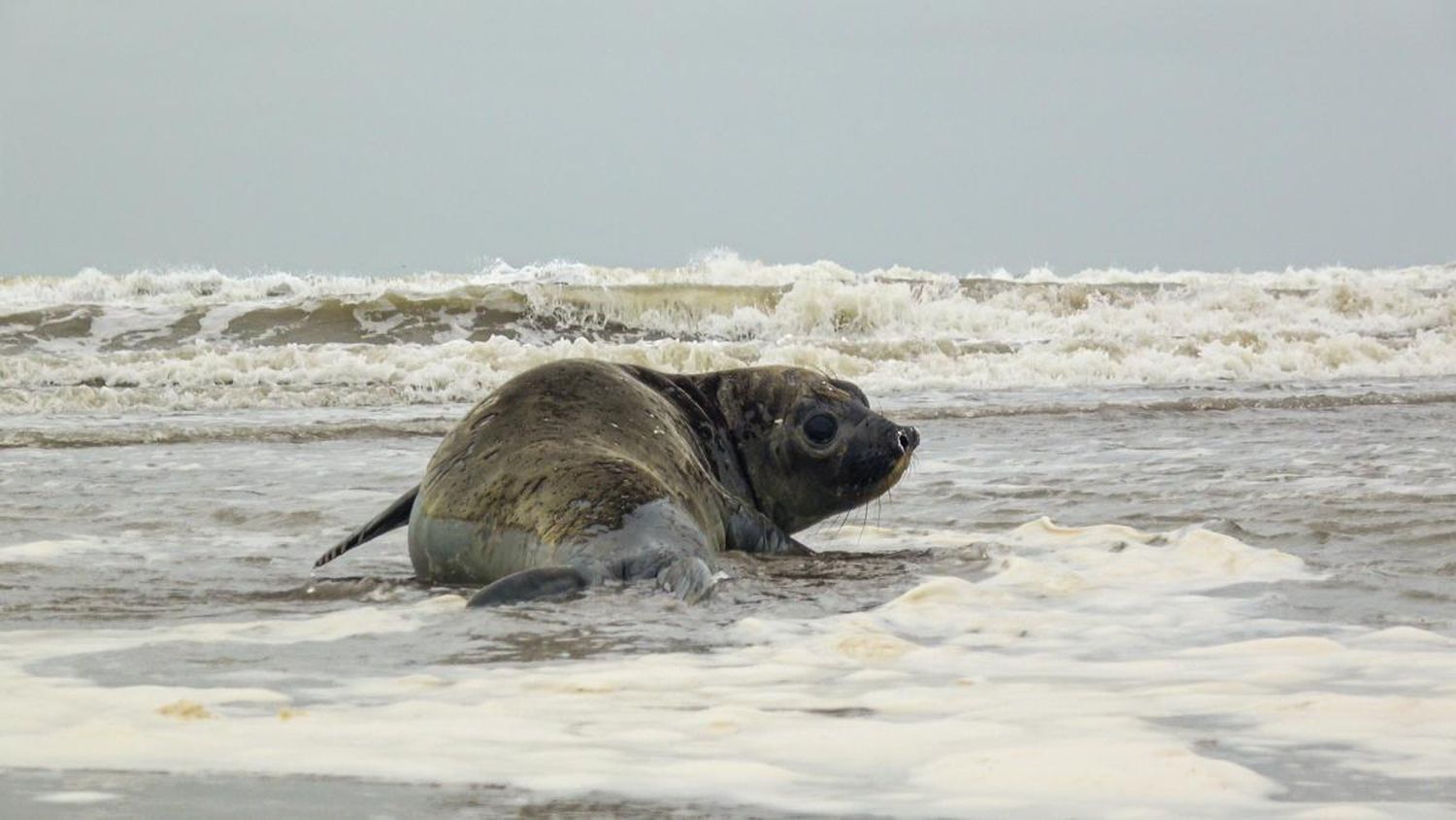 El ejemplar de elefante marino del sur (mirounga leonina) regresó al mar en las playas de San Clemente