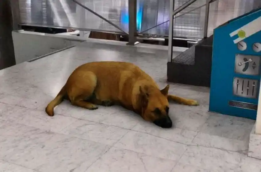 Sasha dog, el filtro de Instagram que se volvió tendencia