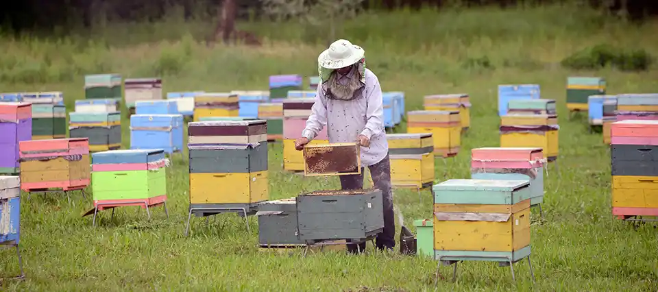 Innovan para potenciar la diversificación de la producción apícola en Córdoba