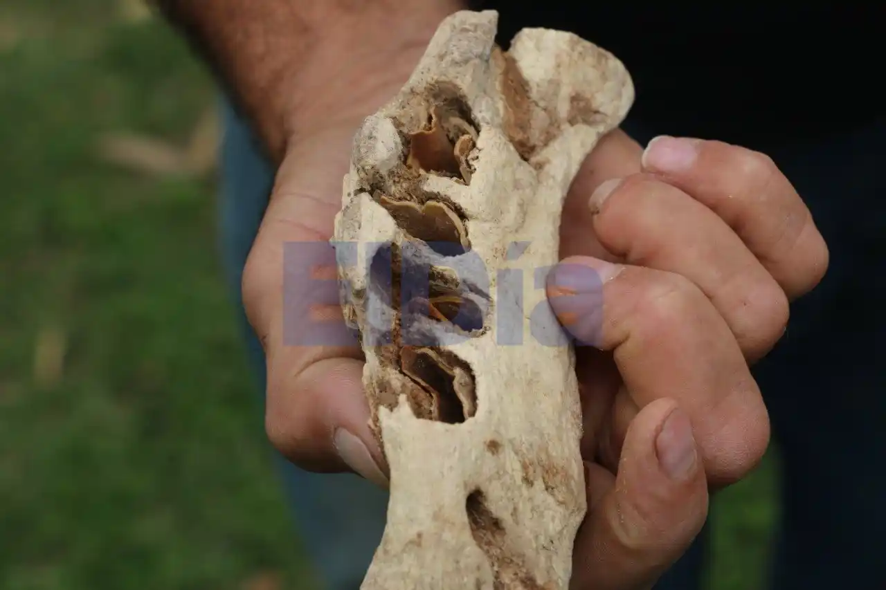 ¡Increíble descubrimiento!: Cavaban para hacer un pozo ciego y se encontraron con fósiles