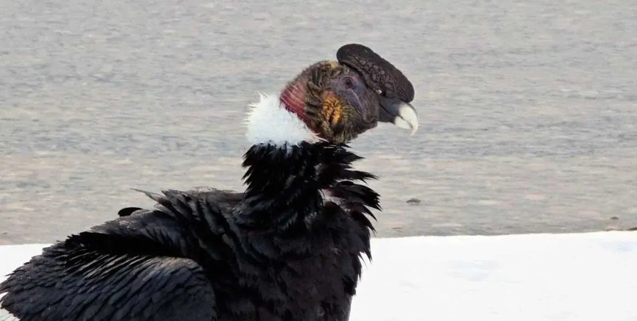 Los detalles de una de las aves más bellas que habitan el país.