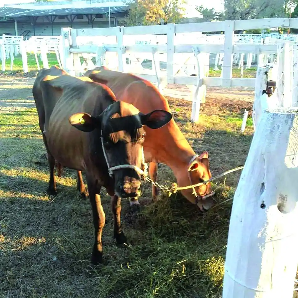 Confirmaron la Expo Provincial de la Leche
