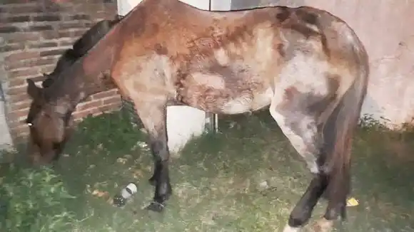 Se  encontraba mal alimentado; sus dueños deberán dar explicaciones a la justicia