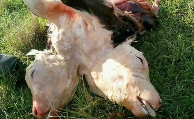 Extraño ternero de dos cabezas y seis patas en Feliciano 
