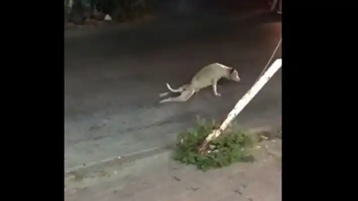 El perro que finge no caminar 