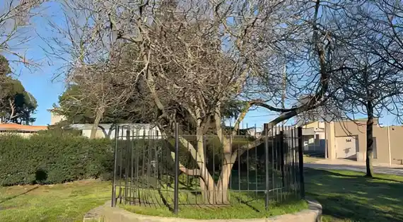 La historia del roble de Guernica y la higuera de Sarmiento que crecen en Tandil