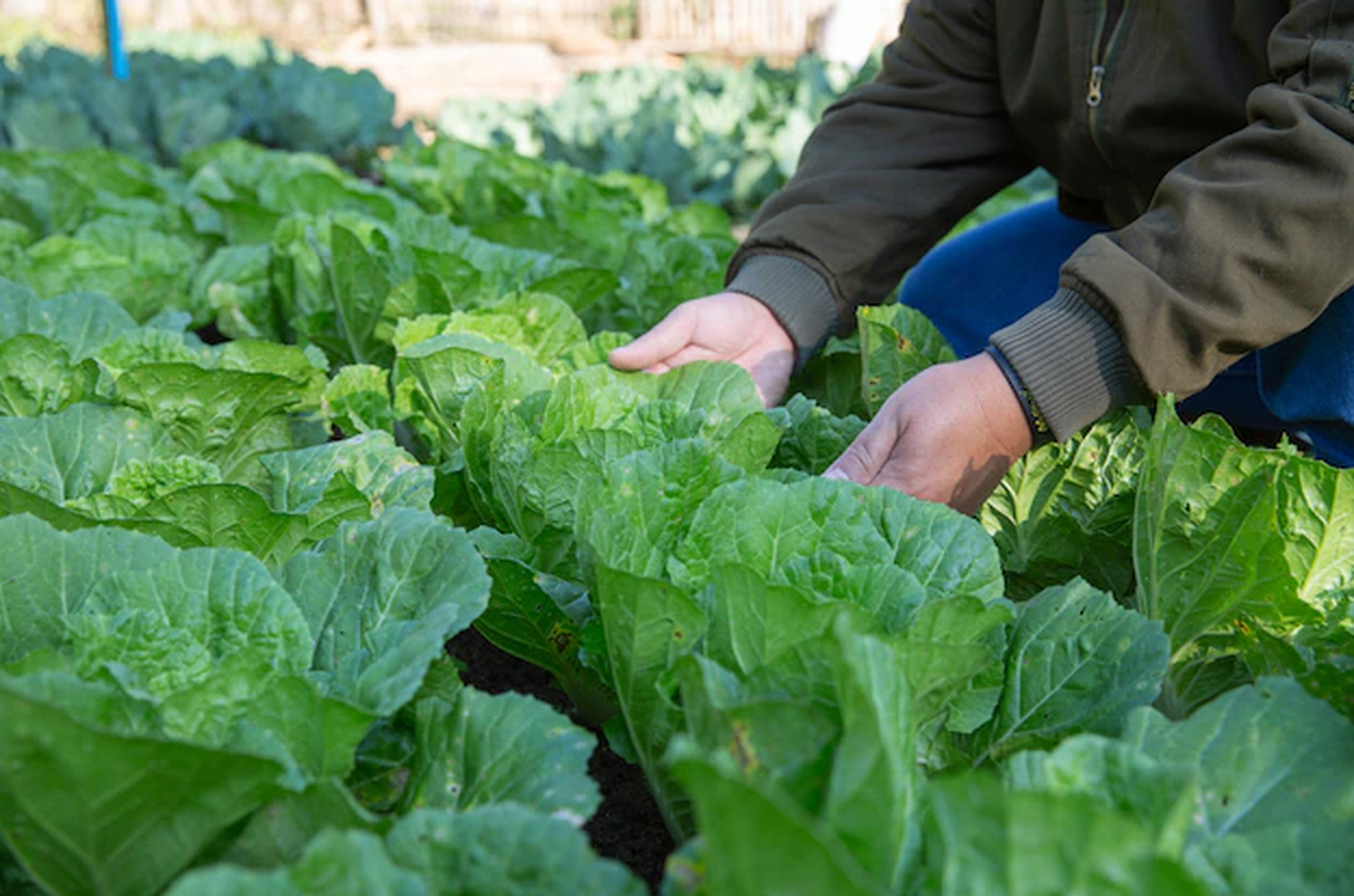 Contra la inflación: Carmen de Areco impulsa producción local de bolsones de verduras a $500 y leche a $60 