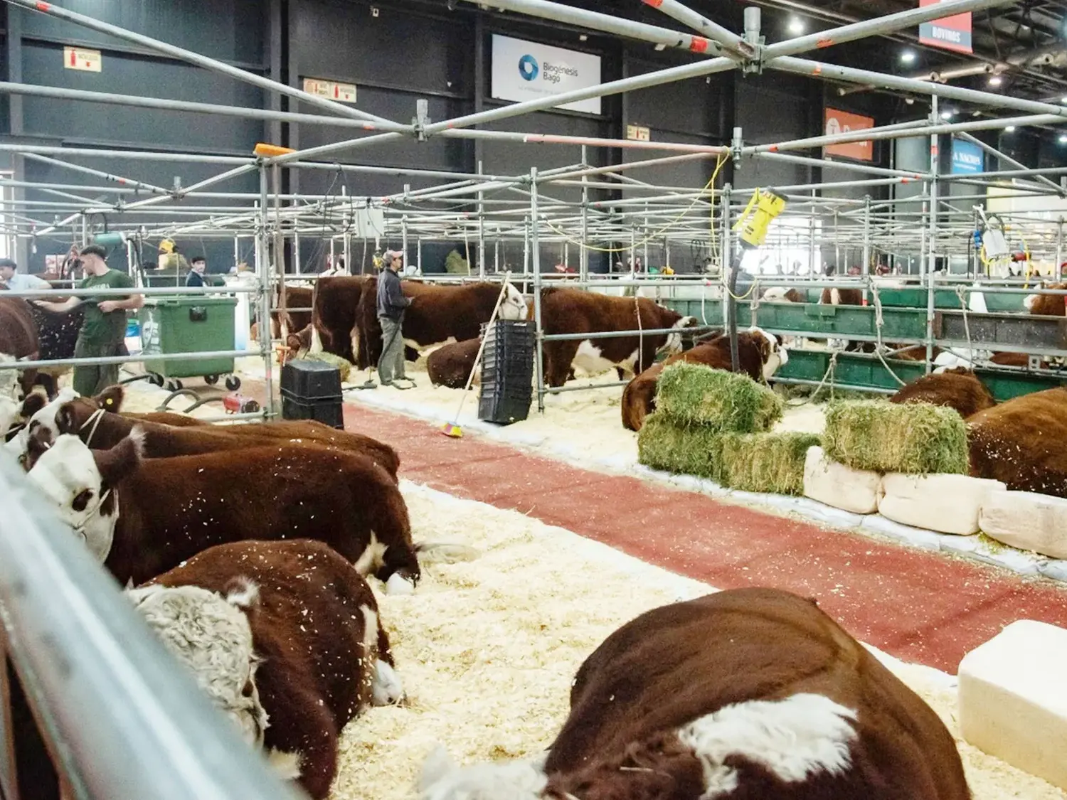Ganadería entrerriana en Buenos Aires: en la muestra rural de Palermo reconocerán a productores