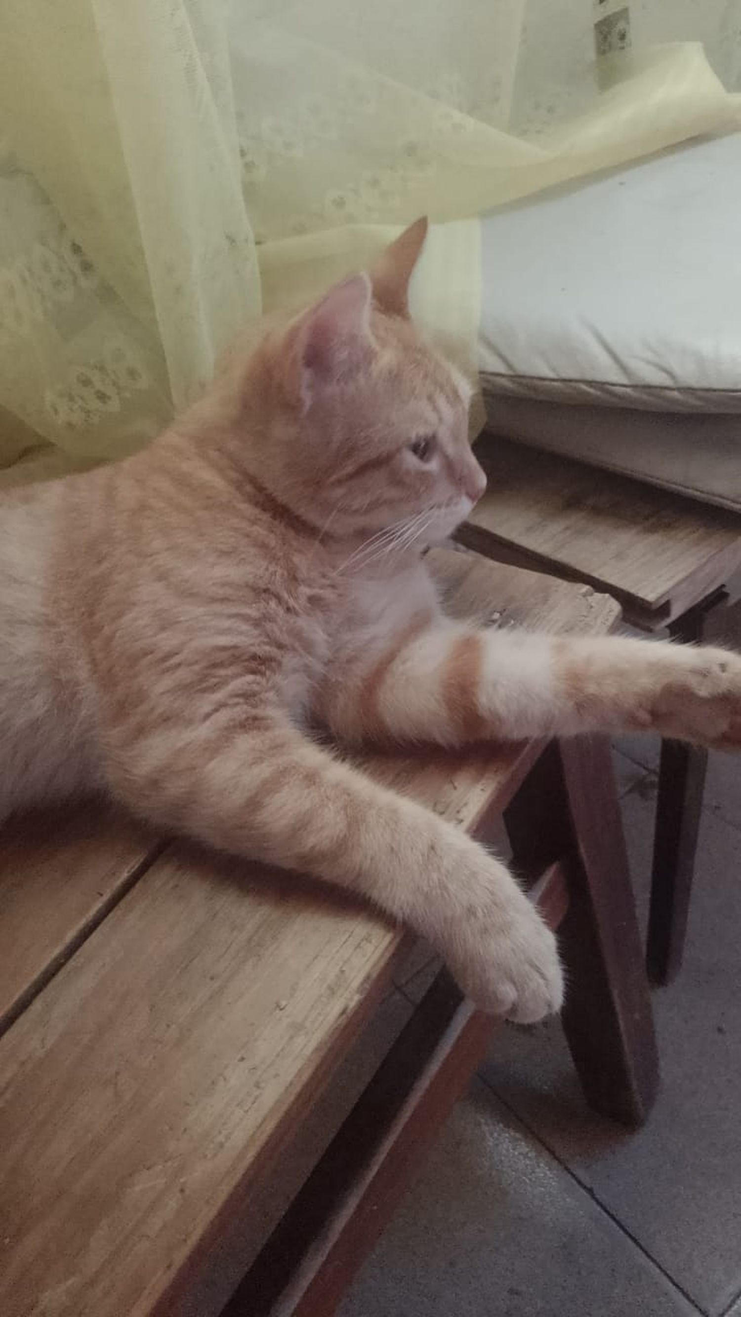Gato perdido