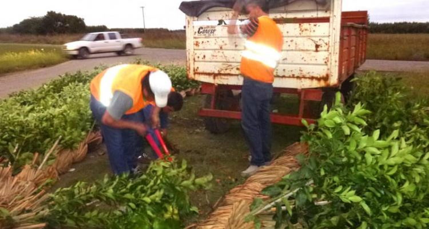 Viveristas estiman que los robos ya les hicieron perder más de $ 50 millones