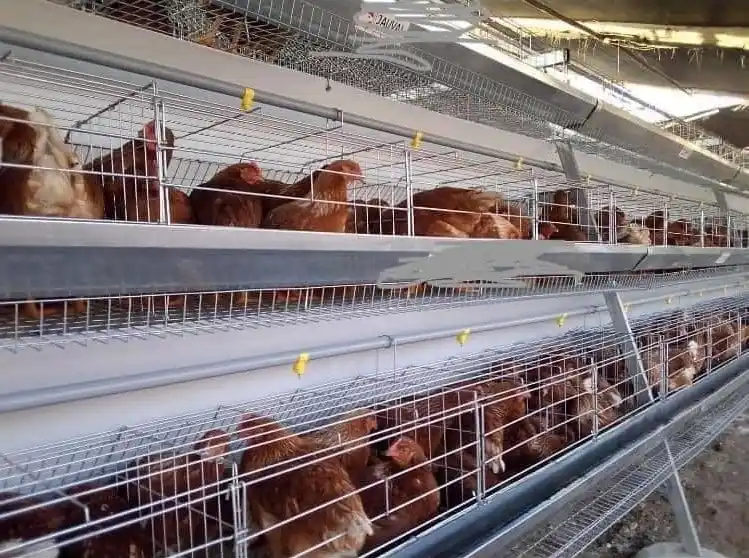 El SENASA refuerza controles para evitar la expansión de la gripe aviar