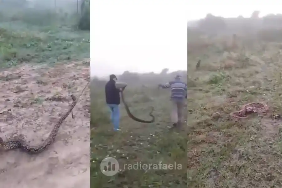VIDEO: ¿qué pasó con la "bicha" que apareció en el Cementerio de Hersilia? 