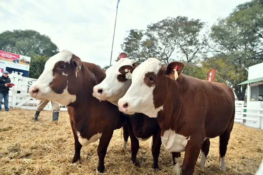 Vacas