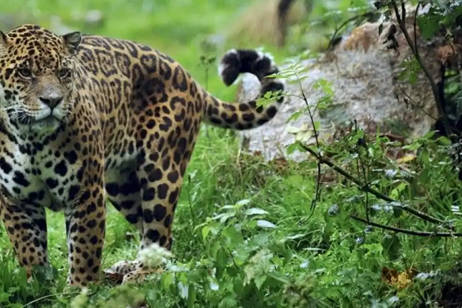 Día Mundial del Yaguareté: advierten que solo quedan 250 ejemplares en Argentina