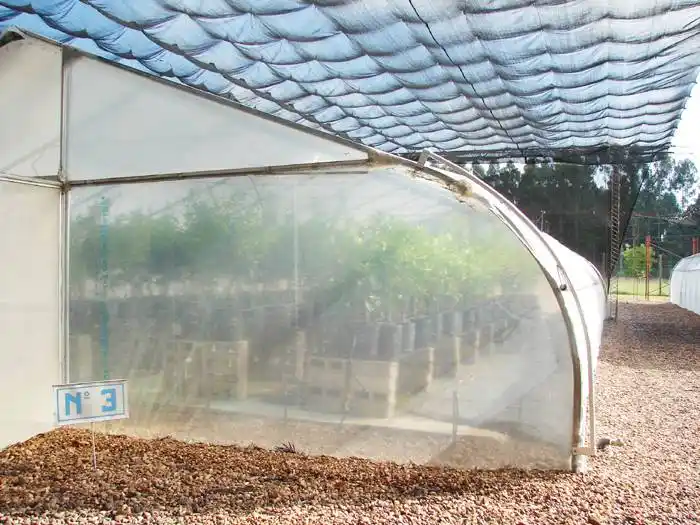 La importancia de la actividad citrícola experimental  en el campo El Alambrado