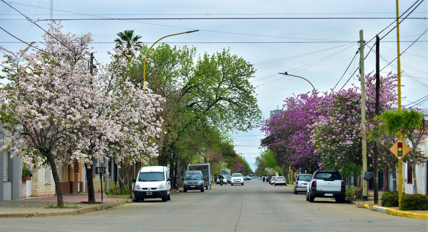 Los árboles y su impacto ambiental en la ciudad