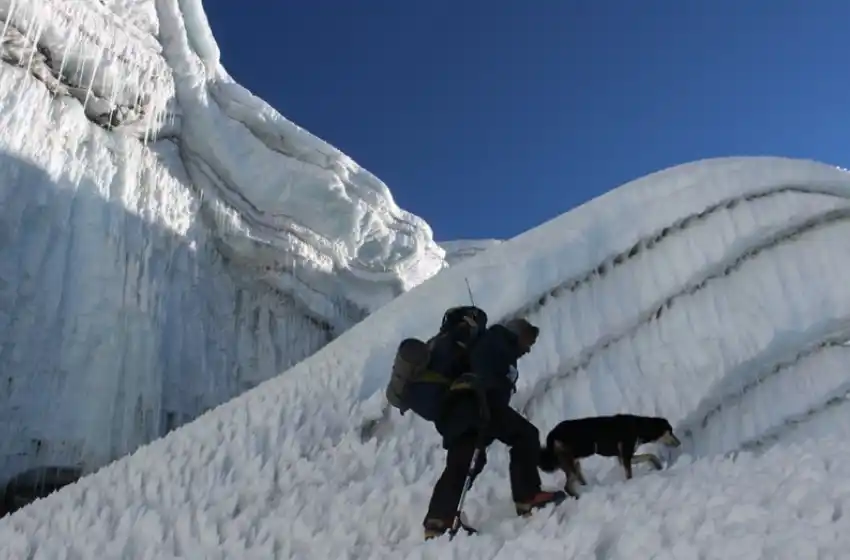 Mera, la perra callejera que conquistó el Himalaya