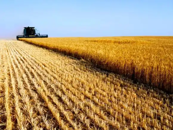Estabilidad climática beneficia el avance de la cosecha