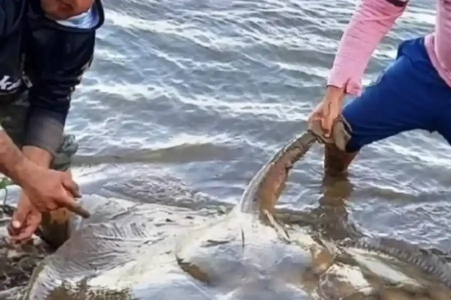 VIDEO | Pescaron una raya de más de cien kilos en el Río Paraná