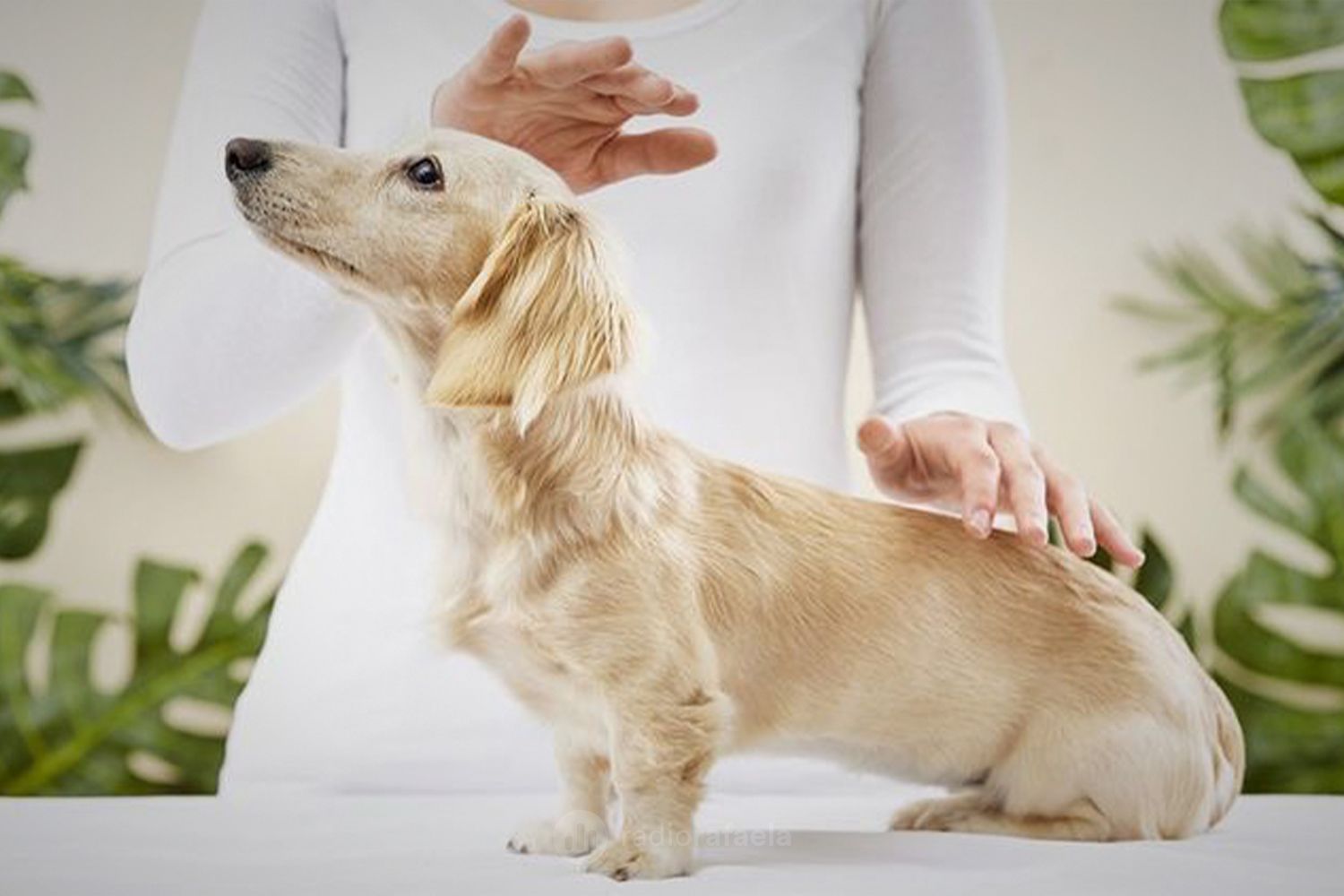 Mercedes y Celina - referentes de Animalma | Conocemos la organización "Animalma", para la protección de los animales mediante la comunicación