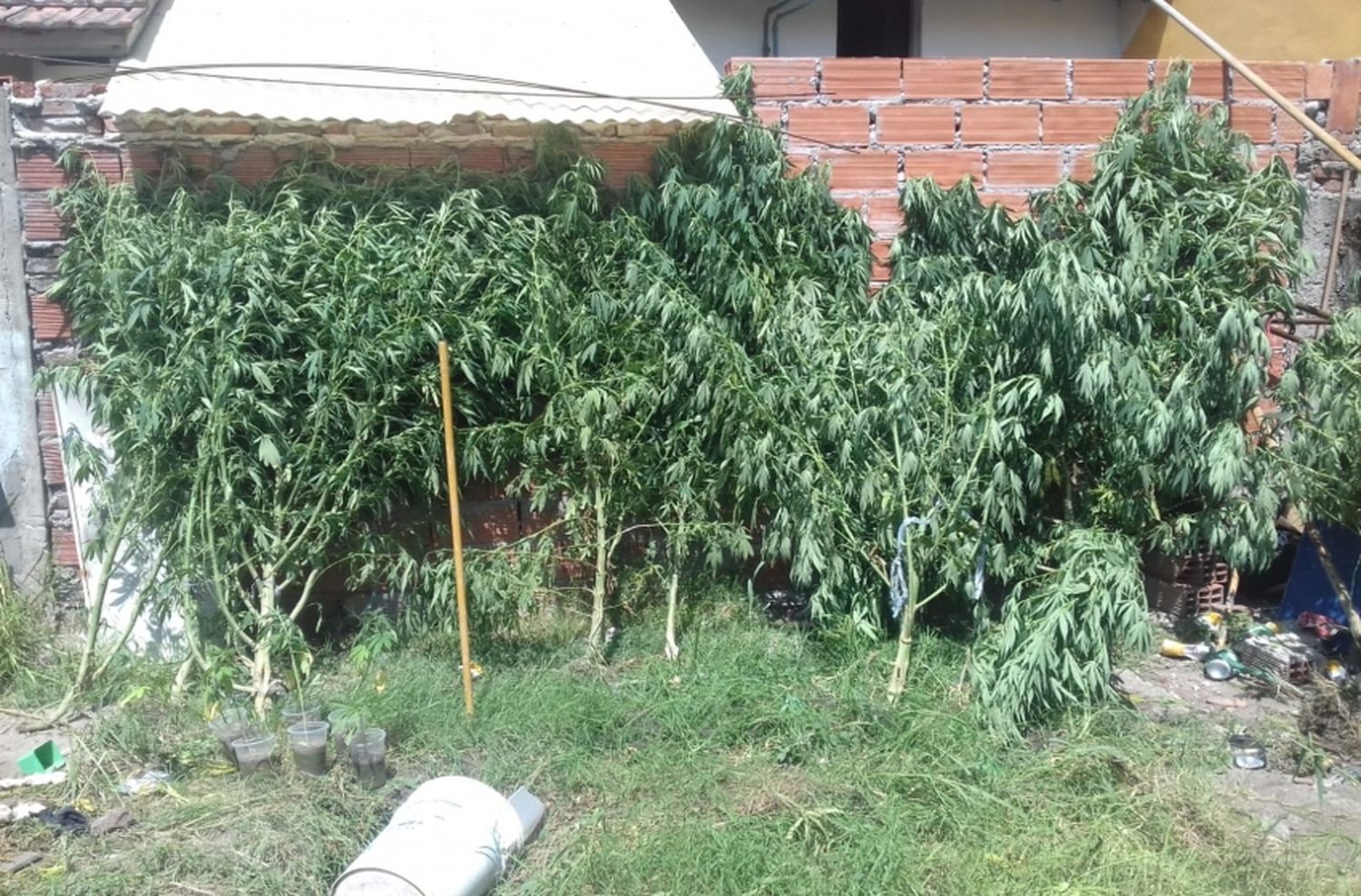Detuvieron a hombre con más de 50 plantas de marihuana
