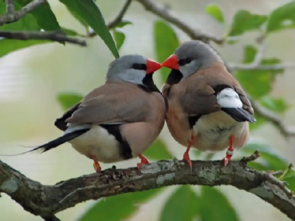 La monogamia en el reino animal puede responder a una "fórmula genética", reveló una investigación