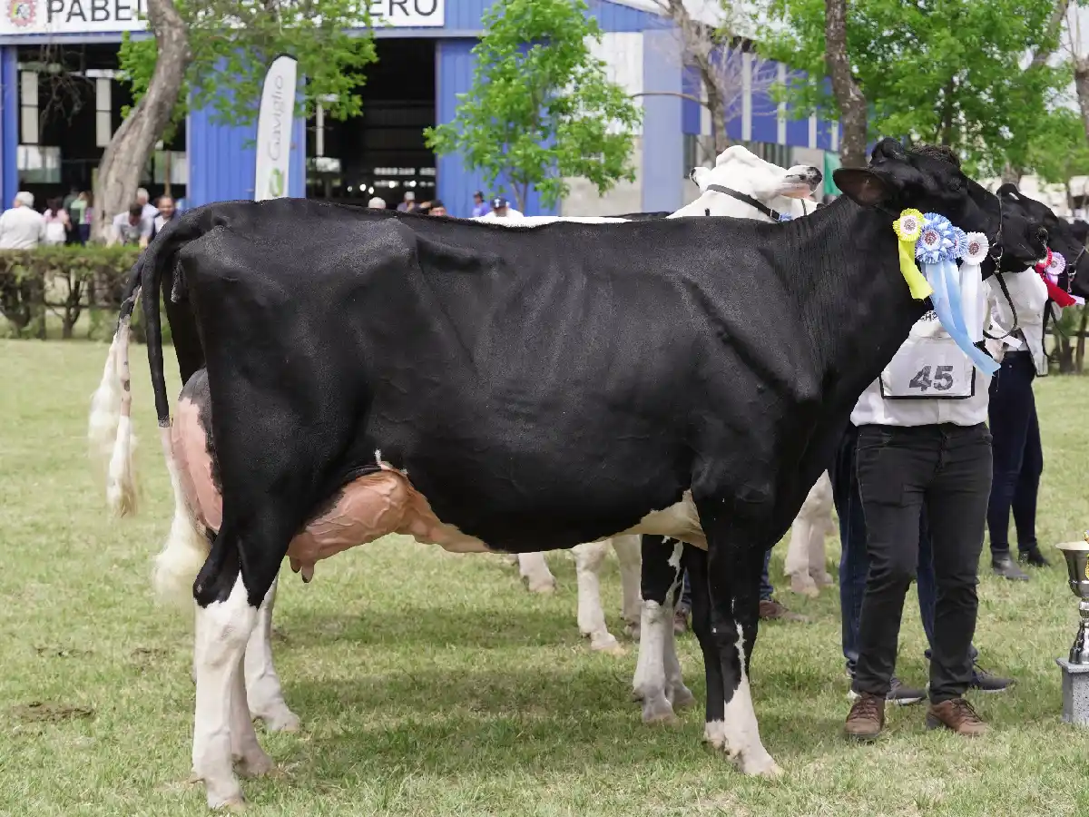 Un ejemplar de "La Lilia", Gran Campeona Hembra de la Rural    