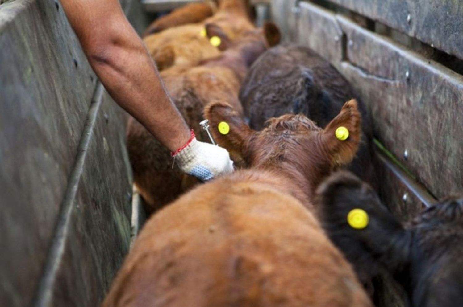 Extienden la campaña de vacunación contra la fiebre aftosa por 30 días