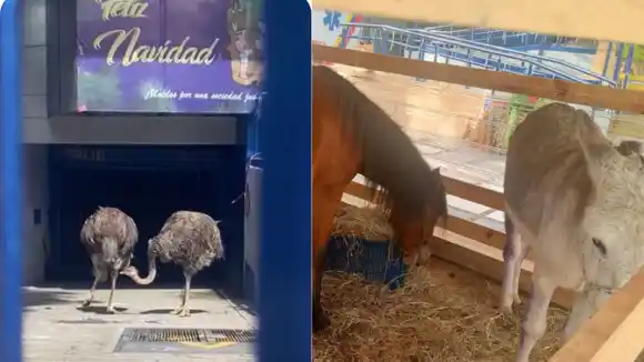 ¿Eran del zoológico de Tocorón? Trasladan animales que se encontraban en la sede del TSJ de Chacao (Video)