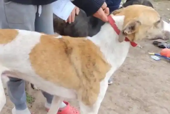 Rescataron a perros galgos en un importante operativo: "Estaban muy temerosos y decaídos"