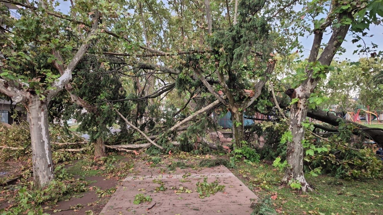 Casilda temporal - 3