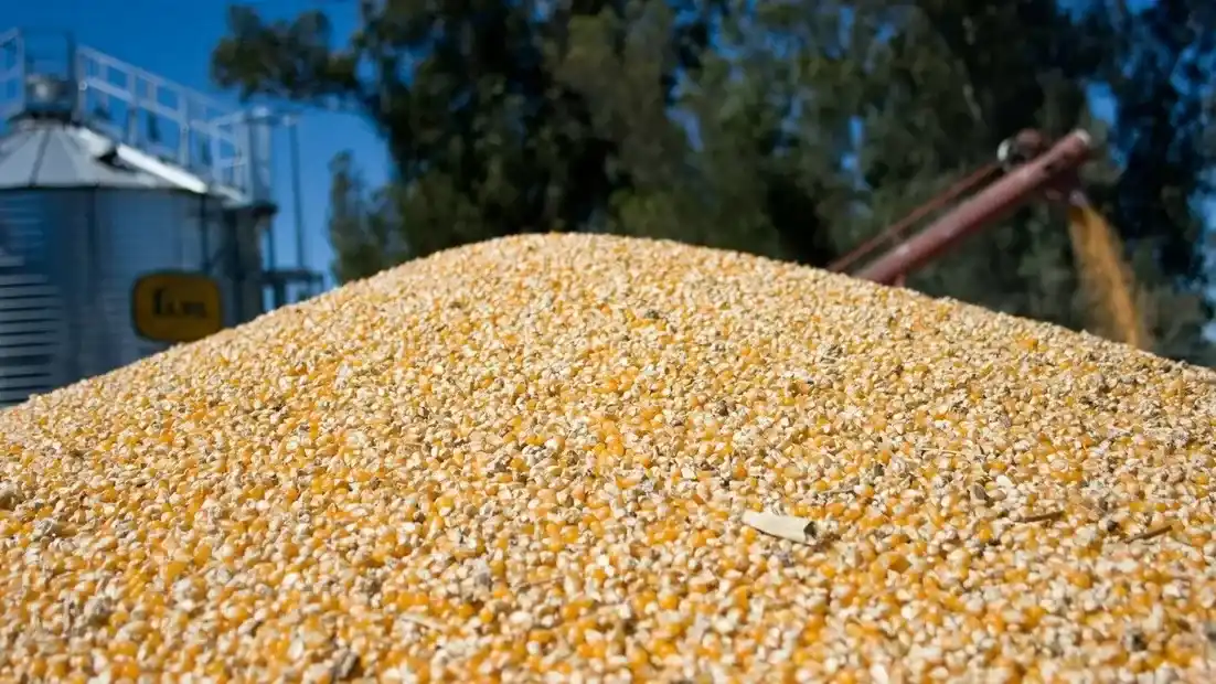 Las exportaciones del primer trimestre fueron récord y la oferta total del grano supera las 70 millones de toneladas.