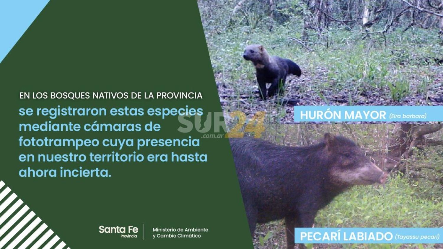 Se registraron dos especies animales nunca antes vistas en la provincia