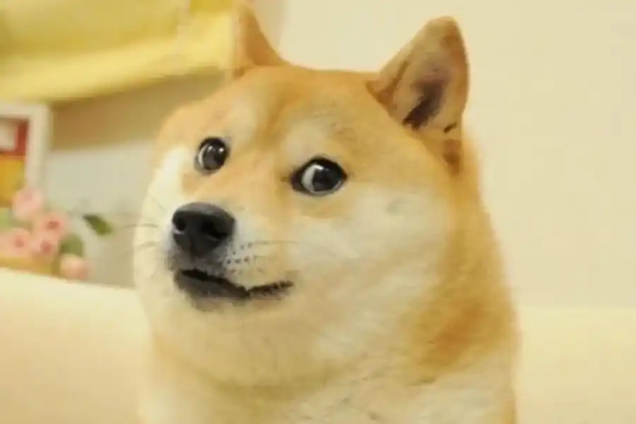 ¿Por qué Twitter cambió su logo por la imagen de la perra meme?