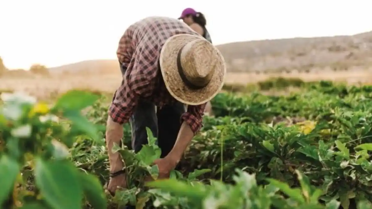 Anuncian implementación de plataforma digital de financiamiento agrícola