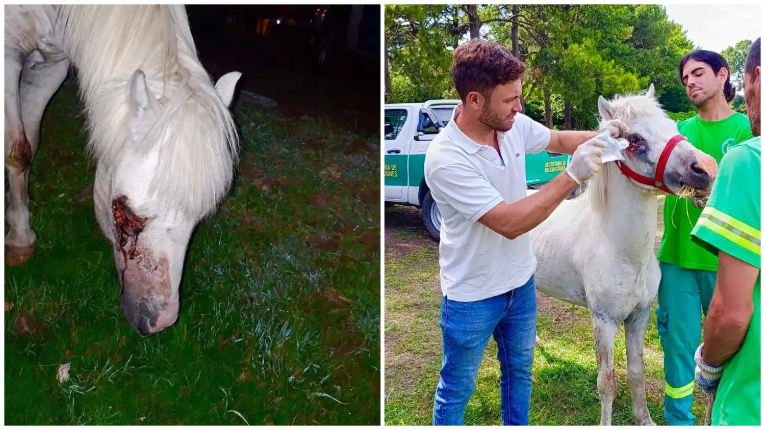 Rescataron en Merlo a un caballo con graves lesiones por maltrato animal