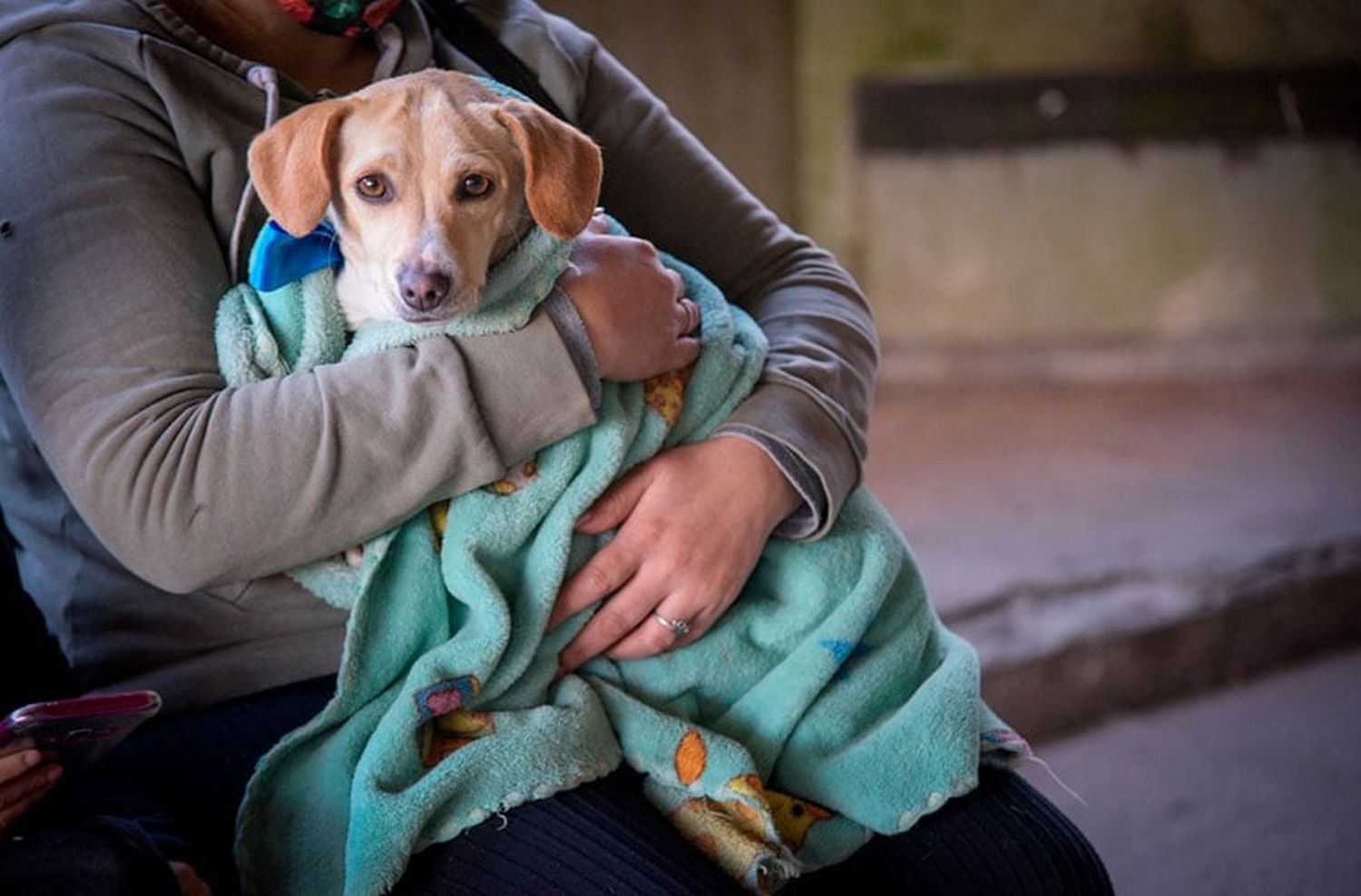 El Municipio abrió un registro para hogares de tránsito para animales