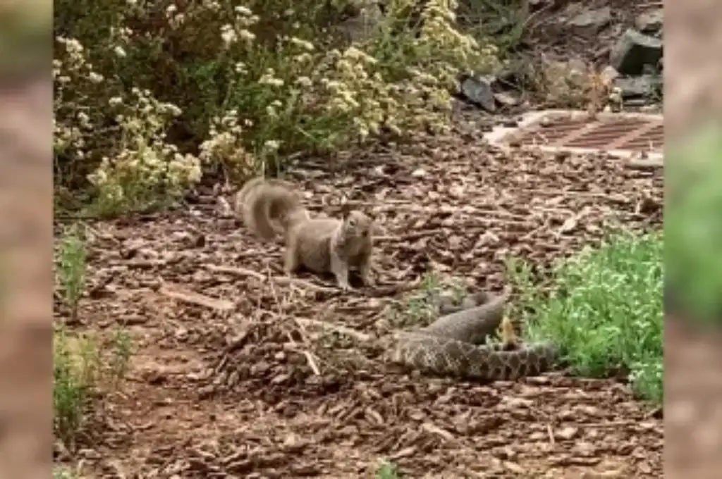 Ardilla enfrenta a una cascabel