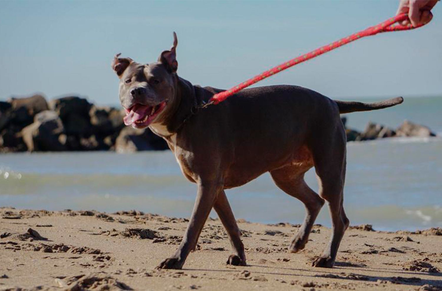 Cronograma del quirófano móvil y la vacunación antirrábica para animales