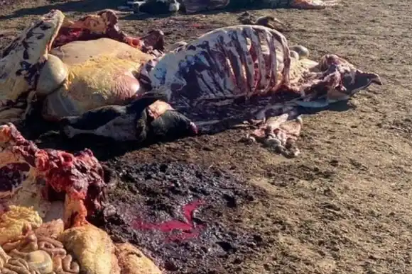 Le carnearon la mitad de las vacas y se robaron toda la instalación del tambo en la región