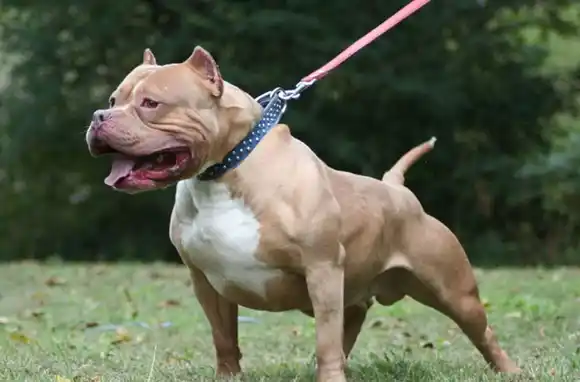 Un pitbull atacó a una nena de cinco años en Santa Fe