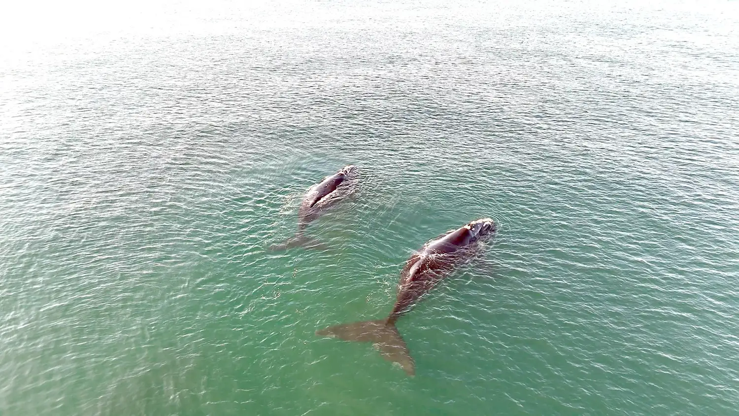 Ballenas