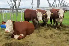 Precio del Novillo en Gualeguay