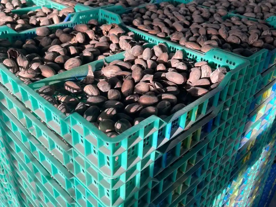 nueces pecan
