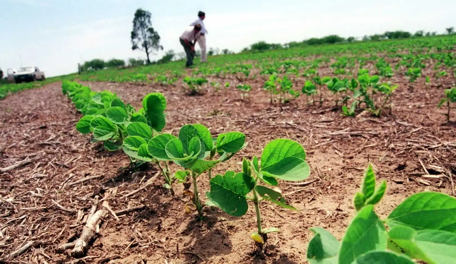 Comenzó la siembra de soja en la provincia
